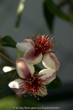 Acca Sellowiana - Doppelblüte