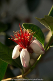 Acca Sellowiana - Einzelblüte