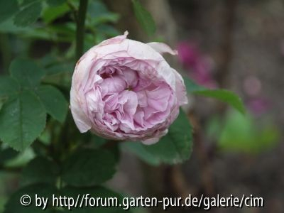 Unbekannte: Ausläufer aus Chloris