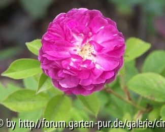 Unbekannter Steckling