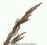 grasscan_gross_uti.jpg