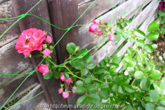 unbek. pnkfarbene Kletterrose