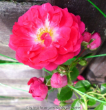unbek. pnkfarbene Kletterrose1