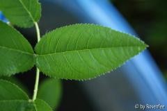 Fundrose - Blatt