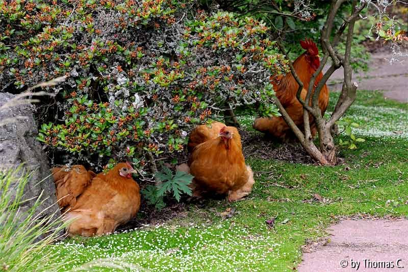 Cochins unter Azalee auf Sternmoos