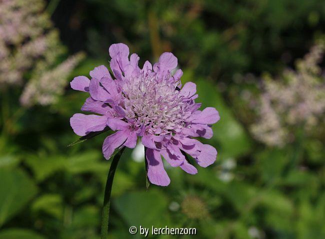 Glänzende Skabiosa (Scabiosa lucida)