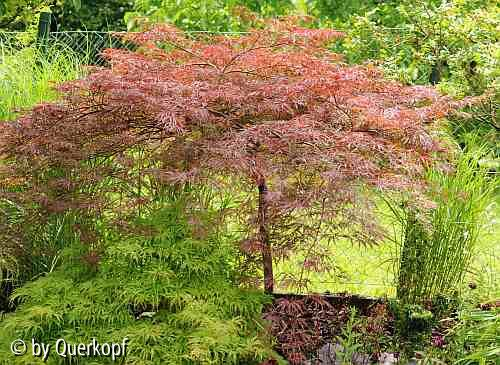 Acer Inaba shidare