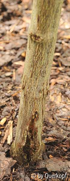 Acer Inaba shidare Riss