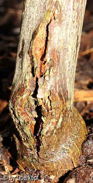 Acer Inaba shidare Riss seitlich