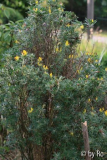genista 1