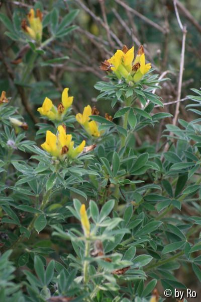 genista 2