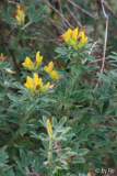 genista 2