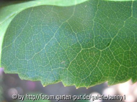 Blatt rosafarbene rose