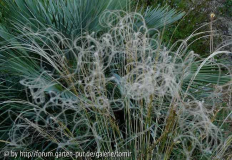 Stipa pulcherrima f_ nudicostata~0.jpg