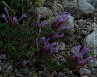 Thymus moroderi-1.jpg