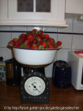 Erdbeeren 2011