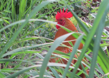 Fisalis im Gras