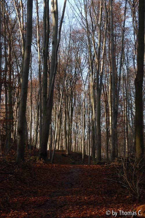 Weihnachtsspaziergang 01: Buchenwald