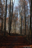 Weihnachtsspaziergang 01: Buchenwald