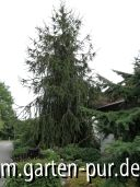 Schlangenfichte vorm Haus