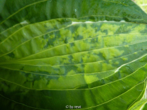 Hosta