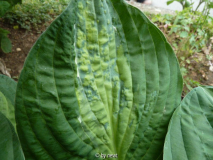 Hosta