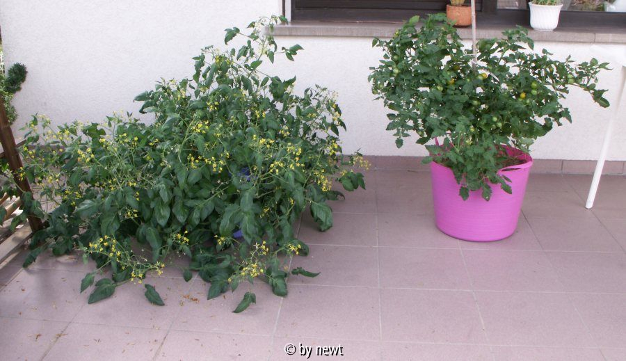 ABC-Potato-Leaf und Chello