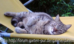 Goldi