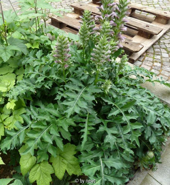 Acanthus hungaricus