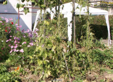 Tomatenhaus