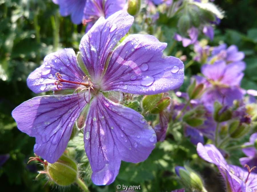 Geranium Rosemoor