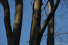 Weihnachtsspaziergang 02: Buchenstämme