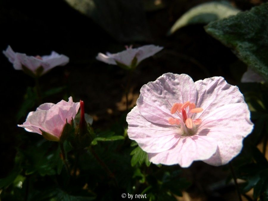 Geranium Apfelblüte