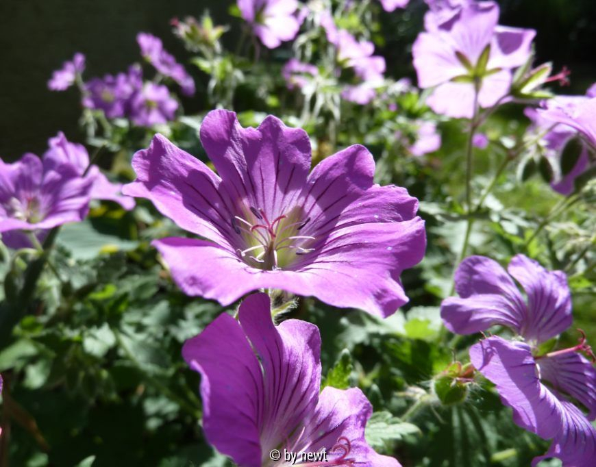 Geranium Sirak