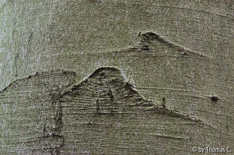 Weihnachtsspaziergang 03: Buchenrinde