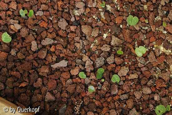 Cyclamen purpurascens, Minis