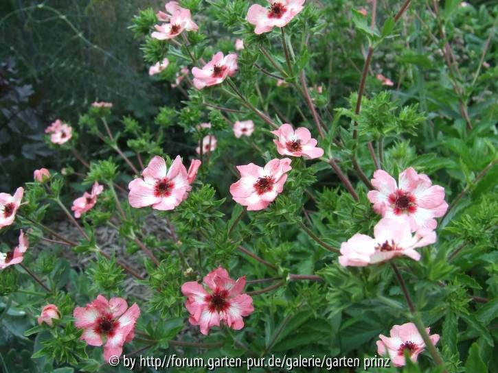 Potentilla hopwoodiana (2011-06)