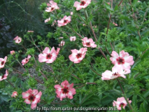 Potentilla hopwoodiana (2011-06)