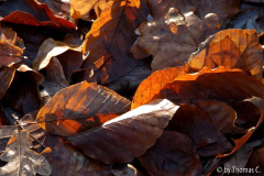 Weihnachtsspaziergang 04: Laubfarben