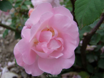 Fritz Nobis 3
