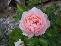 Isarperle 1