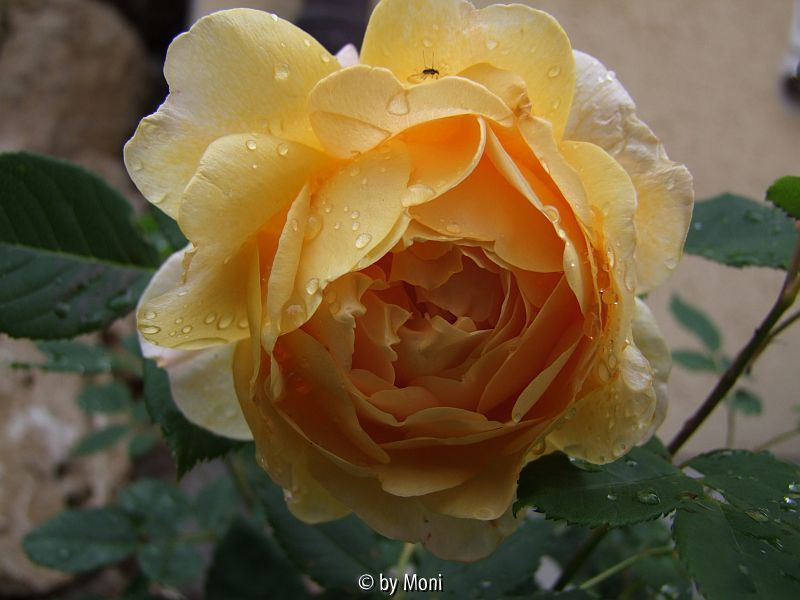 Golden Celebration 1