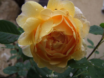 Golden Celebration 1