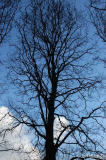 Weihnachtsspaziergang 06: Silhouette