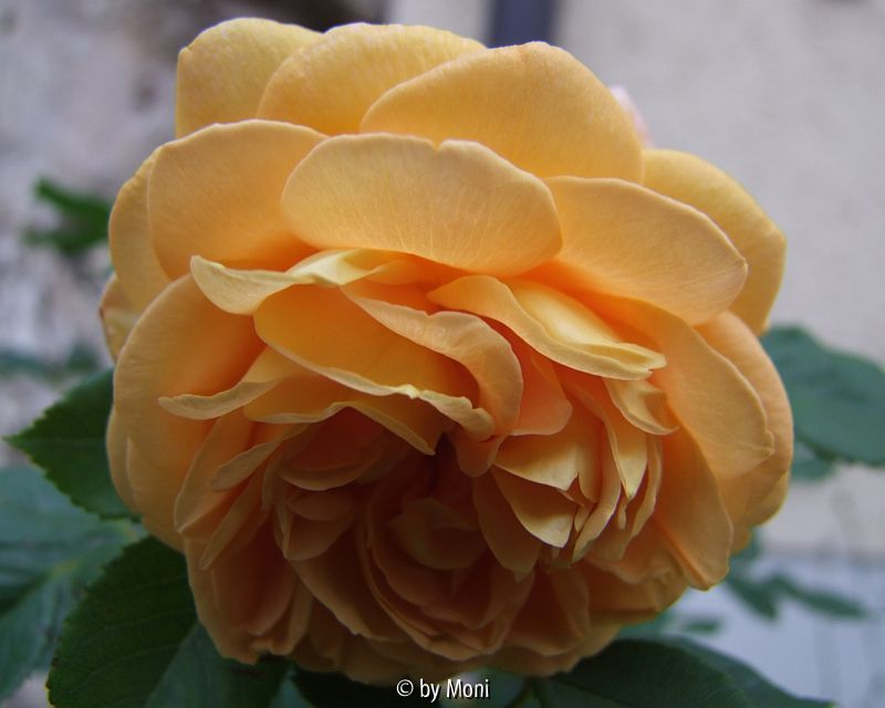 Golden Celebration 4