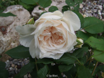 Mademoiselle de Sombreuil 1