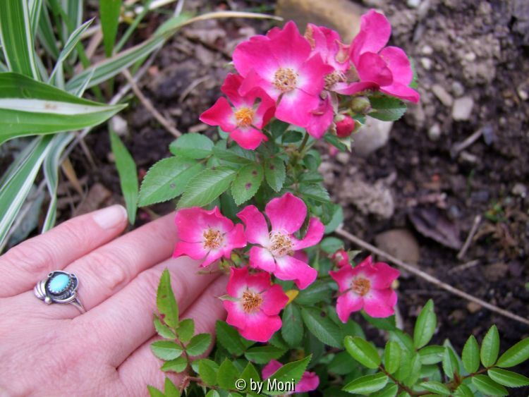 Lenné Rose 2