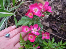 Lenné Rose 2