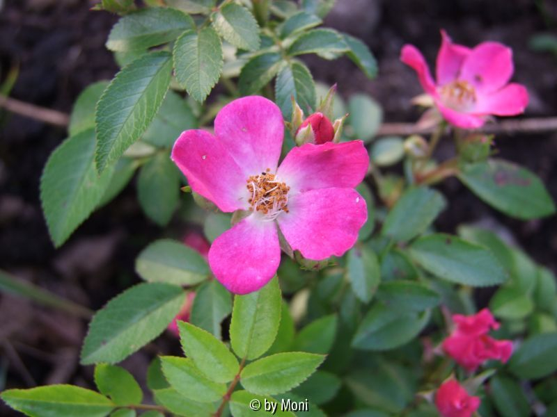 Lenné Rose 1