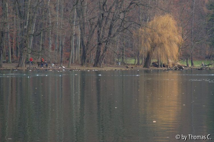 Weihnachtsspaziergang 07: Adenauerweiher